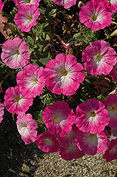 Fortunia Fancy Angel Petunia (Petunia 'Fortunia Fancy Angel') at Lakeshore Garden Centres