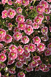 Marvel Beauty Raspberry Petunia (Petunia 'Marvel Beauty Raspberry') at Lakeshore Garden Centres