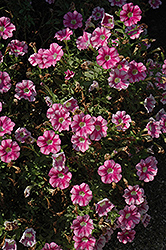 Marvel Beauty Cranberry Petunia (Petunia 'Marvel Beauty Cranberry') at Lakeshore Garden Centres