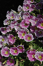 Marvel Beauty Blueberry Petunia (Petunia 'Marvel Beauty Blueberry') at Lakeshore Garden Centres
