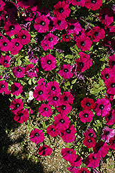 Littletunia Shiraz Petunia (Petunia 'Littletunia Shiraz') at Lakeshore Garden Centres