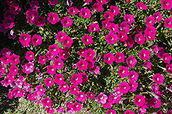 Littletunia Rose Petunia (Petunia 'Littletunia Rose') at Lakeshore Garden Centres