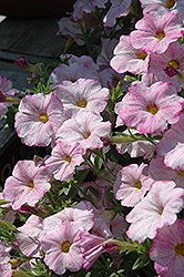 SuperCal Blushing Pink Petchoa (Petchoa 'SuperCal Blushing Pink') at Lakeshore Garden Centres