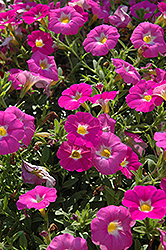 SuperCal Pink Ice Petchoa (Petchoa 'SuperCal Pink Ice') at Lakeshore Garden Centres