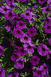 SuperCal Blue Petchoa (Petchoa 'SuperCal Blue') at Lakeshore Garden Centres
