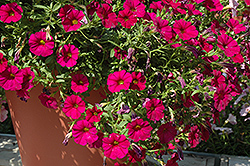 SuperCal Velvet Petchoa (Petchoa 'SuperCal Velvet') at Lakeshore Garden Centres