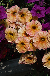 SuperCal Terra Cotta Petchoa (Petchoa 'SuperCal Terra Cotta') at Lakeshore Garden Centres