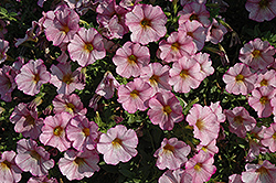 SuperCal Artist Rose Petchoa (Petchoa 'SuperCal Artist Rose') at Lakeshore Garden Centres