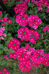 Magelana Lipstick Verbena (Verbena 'Magelana Lipstick') at Lakeshore Garden Centres