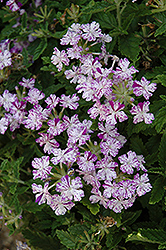 Lanai Upright Purple Mosaic Verbena (Verbena 'Lanai Upright Purple Mosaic') at Lakeshore Garden Centres
