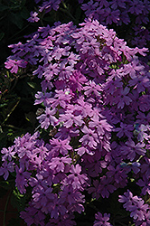 Biloxi Blue Verbena (Verbena 'Biloxi Blue') at Lakeshore Garden Centres