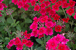 Tukana Raspberry Verbena (Verbena 'Tukana Raspberry') at Lakeshore Garden Centres