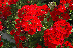 Tukana Scarlet Verbena (Verbena 'Tukana Scarlet') at Lakeshore Garden Centres