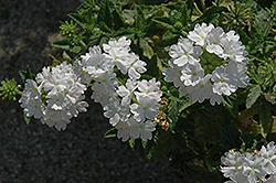 Vegas Plus White Verbena (Verbena 'Vegas Plus White') at Lakeshore Garden Centres