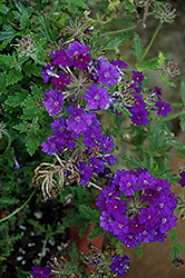Vegas Plus Violet  Verbena (Verbena 'Vegas Plus Violet') at Lakeshore Garden Centres
