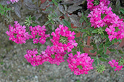 Vegas Plus Rose With Eye Verbena (Verbena 'Vegas Plus Rose With Eye') at Lakeshore Garden Centres