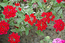 Vegas Plus Red Verbena (Verbena 'Vegas Plus Red') at Lakeshore Garden Centres