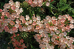 Vegas Plus Peach Verbena (Verbena 'Vegas Plus Peach') at Lakeshore Garden Centres