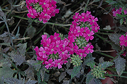 Vegas Plus Hot Pink Verbena (Verbena 'Vegas Plus Hot Pink') at Lakeshore Garden Centres