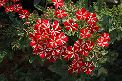 Estrella Voodoo Star Verbena (Verbena 'Estrella Voodoo Star') at Lakeshore Garden Centres