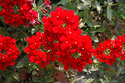 Estrella Voodoo Red Verbena (Verbena 'Estrella Voodoo Red') at Lakeshore Garden Centres