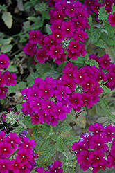 Estrella Dark Purple Verbena (Verbena 'Estrella Dark Purple') at Lakeshore Garden Centres