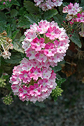Estrella Pink Ballet Verbena (Verbena 'Estrella Pink Ballet') at Lakeshore Garden Centres