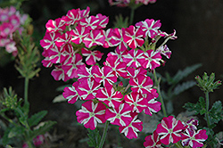 Estrella Pink Star Verbena (Verbena 'Estrella Pink Star') at Lakeshore Garden Centres