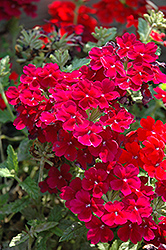 Empress Flair Burgundy Verbena (Verbena 'Empress Flair Burgundy') at Lakeshore Garden Centres
