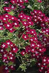 Empress Burgundy Charme Verbena (Verbena 'Empress Burgundy Charme') at Lakeshore Garden Centres