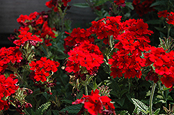 Lascar Compact Dark Red Verbena (Verbena 'Lascar Compact Dark Red') at Golden Acre Home & Garden