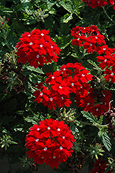 Fuego Red plus Eye Verbena (Verbena 'Fuego Red plus Eye') at Lakeshore Garden Centres