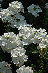 Fuego White Verbena (Verbena 'Fuego White') at Lakeshore Garden Centres