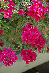 Fuego Magic Burgundy Verbena (Verbena 'Fuego Magic Burgundy') at Lakeshore Garden Centres