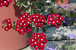 Donalena Bordeaux Soul Verbena (Verbena 'Donalena Bordeaux Soul') at Lakeshore Garden Centres