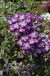 Donalena Lavender Grace Verbena (Verbena 'Donalena Lavender Grace') at Lakeshore Garden Centres
