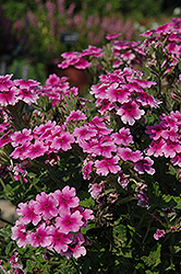 Donalena Pink Heart Verbena (Verbena 'Donalena Pink Heart') at Lakeshore Garden Centres