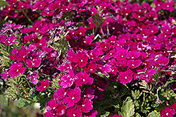 Donalena Purple Velvet Verbena (Verbena 'Donalena Purple Velvet') at Lakeshore Garden Centres