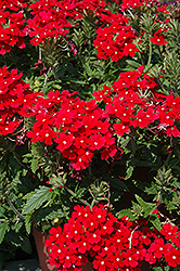 Donalena Red Lips Verbena (Verbena 'Donalena Red Lips') at Lakeshore Garden Centres