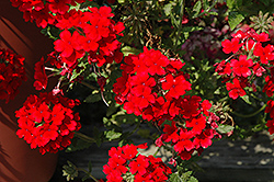 Donalena Red Pepper Verbena (Verbena 'Donalena Red Pepper') at Lakeshore Garden Centres