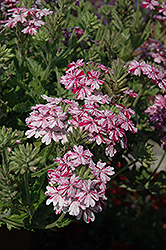 Donalena Twinkle Crimson Verbena (Verbena 'Donalena Twinkle Crimson') at Lakeshore Garden Centres