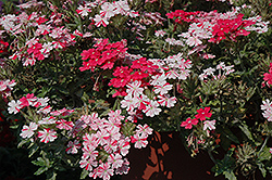 Donalena Twinkle Dark Pink Verbena (Verbena 'Donalena Twinkle Dark Pink') at Lakeshore Garden Centres