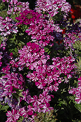 Donalena Twinkle Dark Purple Verbena (Verbena 'Donalena Twinkle Dark Purple') at Lakeshore Garden Centres