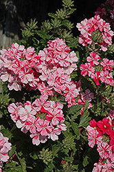 Donalena Twinkle Deep Pink Verbena (Verbena 'Donalena Twinkle Deep Pink') at Lakeshore Garden Centres