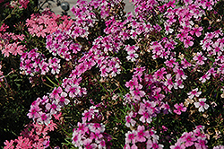 Veralena Rose Heart Verbena (Verbena 'Veralena Rose Heart') at Lakeshore Garden Centres