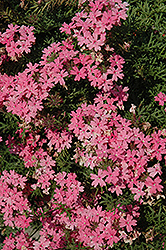 Tapien Salmon Verbena (Verbena 'Tapien Salmon') at Lakeshore Garden Centres