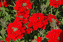 Temari Cherry Red Verbena (Verbena 'Temari Cherry Red') at Lakeshore Garden Centres