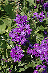 Temari Patio Blue Verbena (Verbena 'Temari Patio Blue') at Lakeshore Garden Centres