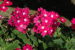 Lanai Upright Rose with Eye Verbena (Verbena 'Lanai Upright Rose with Eye') at Lakeshore Garden Centres