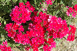 Lanai Upright Magenta Verbena (Verbena 'Lanai Upright Magenta') at Lakeshore Garden Centres